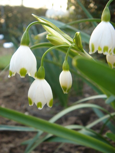 Leucojum aestivum